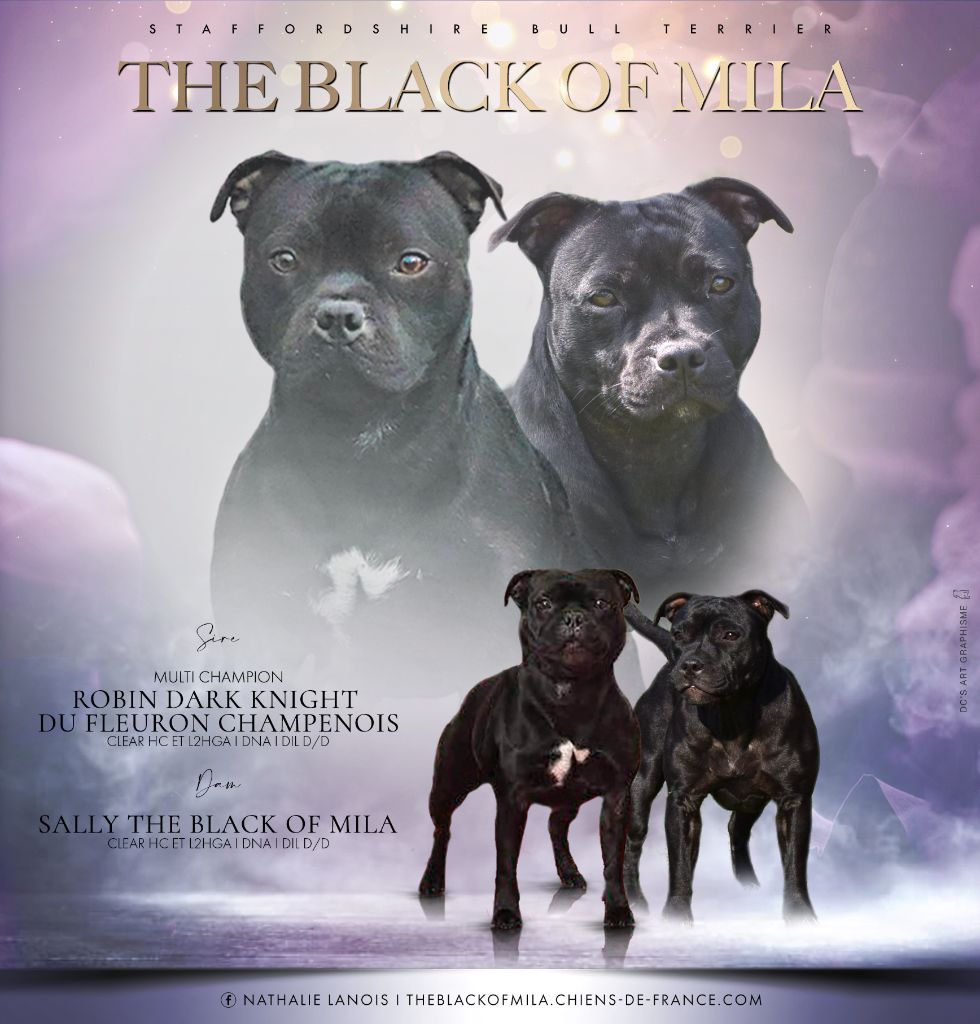 The Black Of Mila - Naissance imminante 