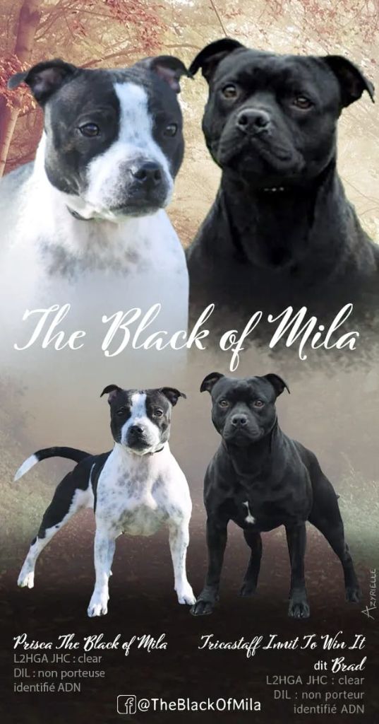 The Black Of Mila - mariage priska x brad