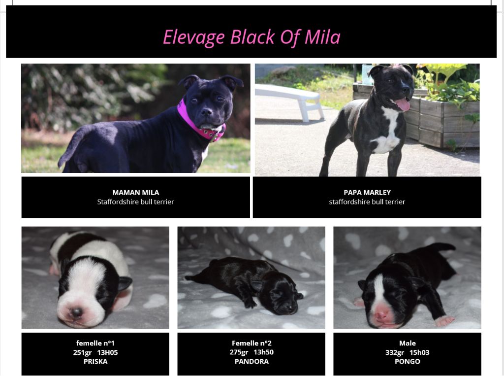 chiot Staffordshire Bull Terrier The Black Of Mila