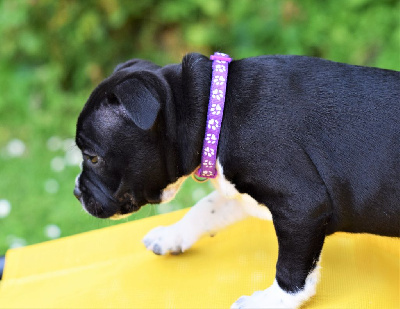 Umbrella collier violet