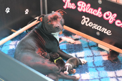 The Black Of Mila - Staffordshire Bull Terrier - Portée née le 17/04/2023