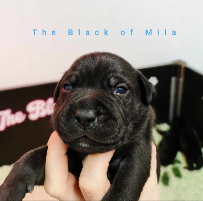 The Black Of Mila - Staffordshire Bull Terrier - Portée née le 27/01/2024