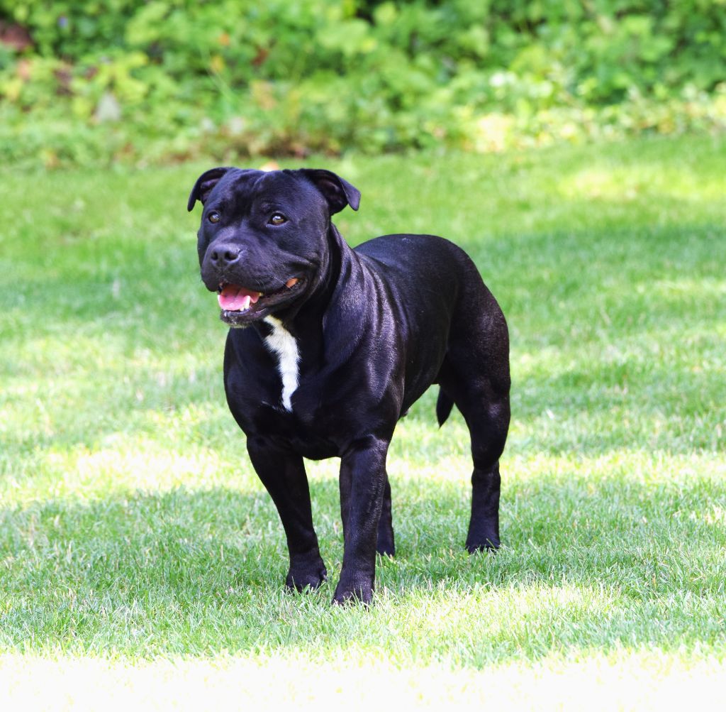 Sisko The Black Of Mila