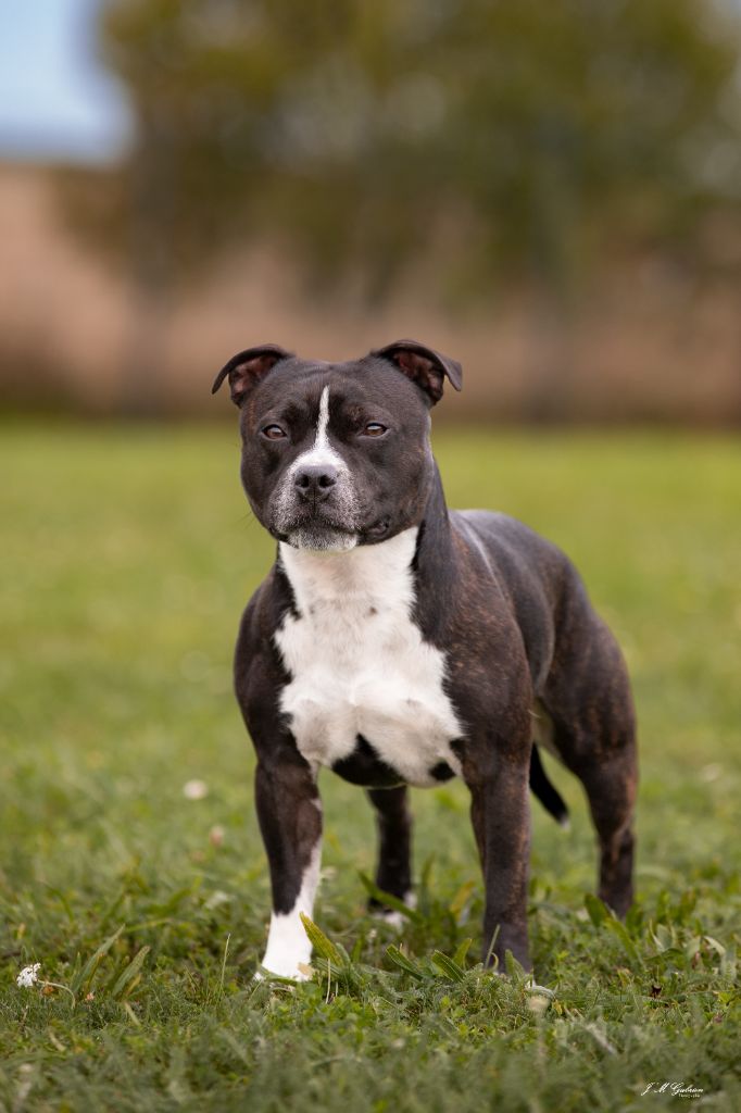 Prince pongo The Black Of Mila