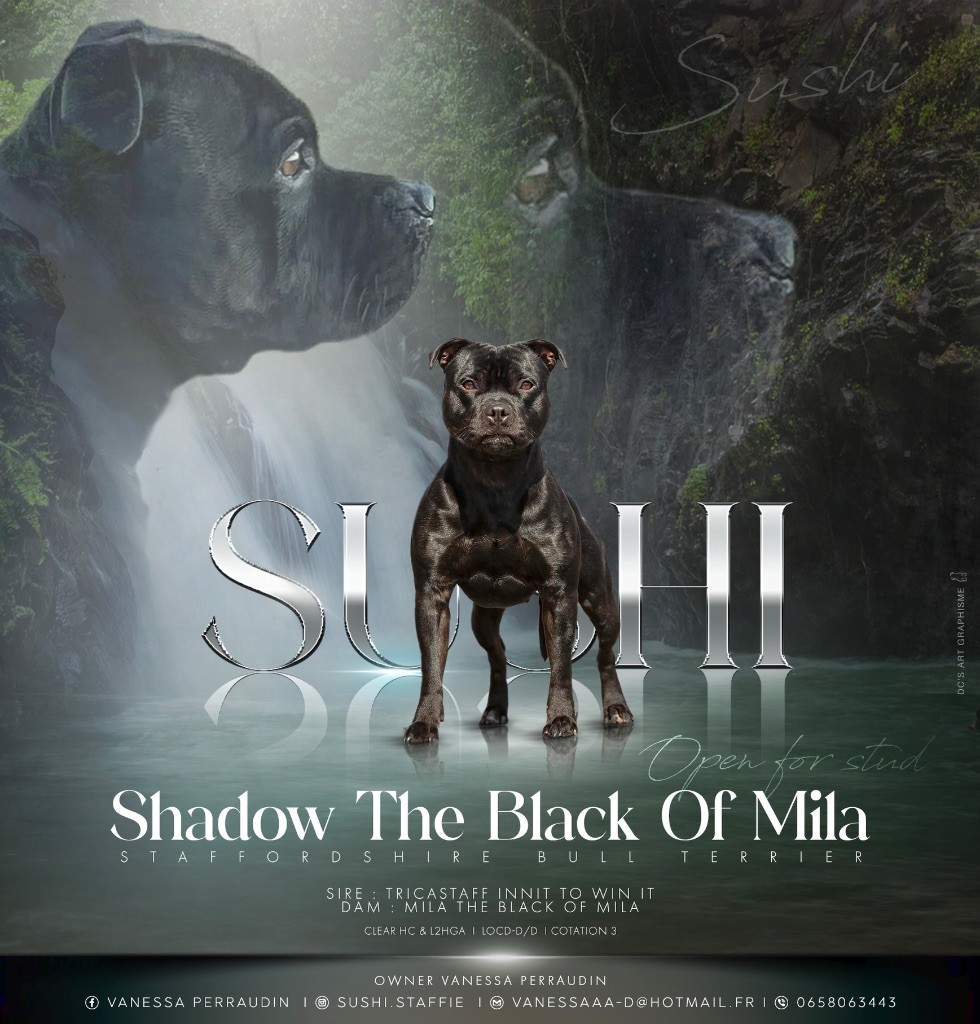 Sushi The Black Of Mila