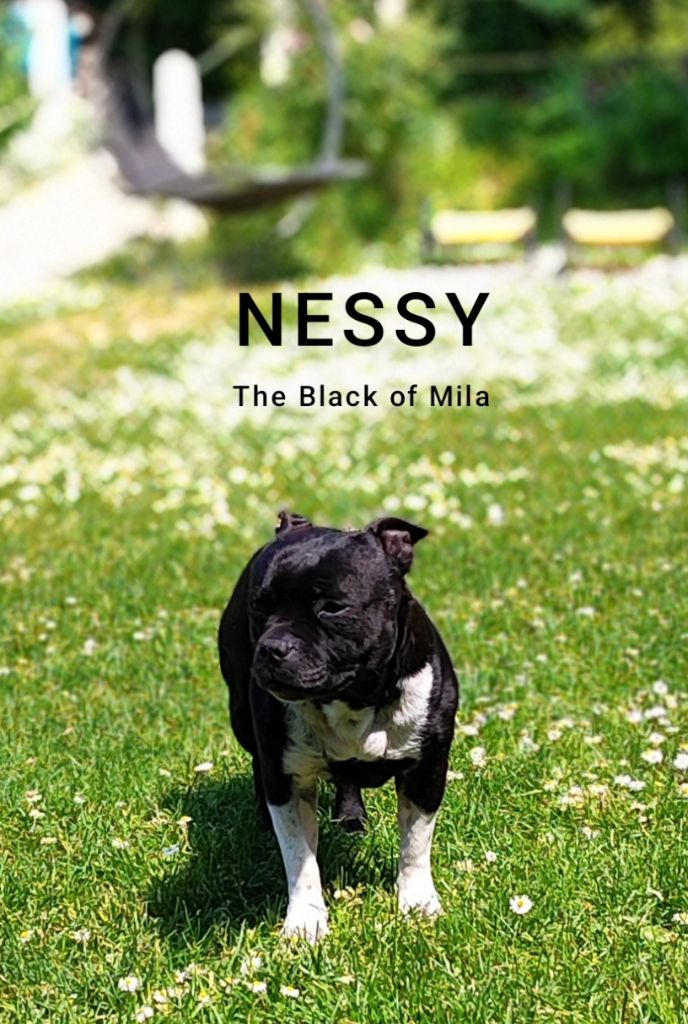O'nessy The Black Of Mila