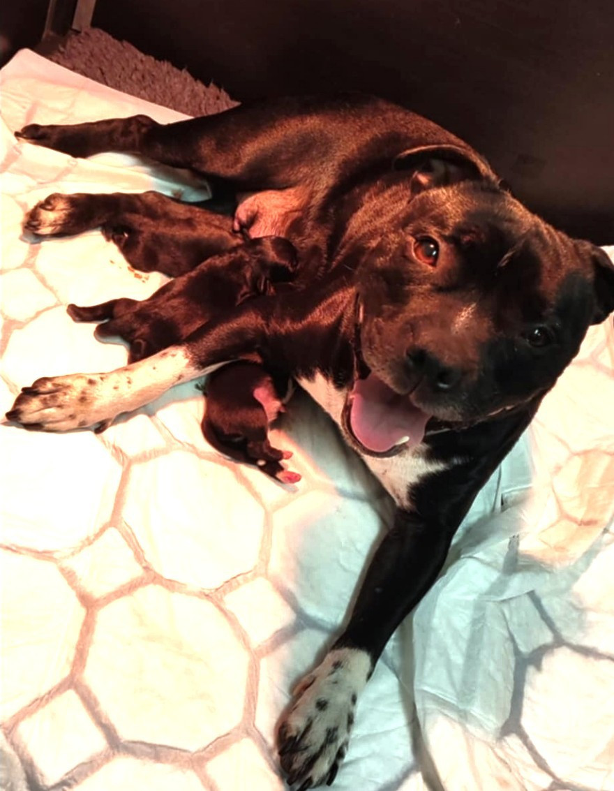 mariage Tylio & Shana.... Naissance le 1er décembre de magnifiques chiots Staffordshire Bull Terrier LOF (2 femelles, 1 mâle)