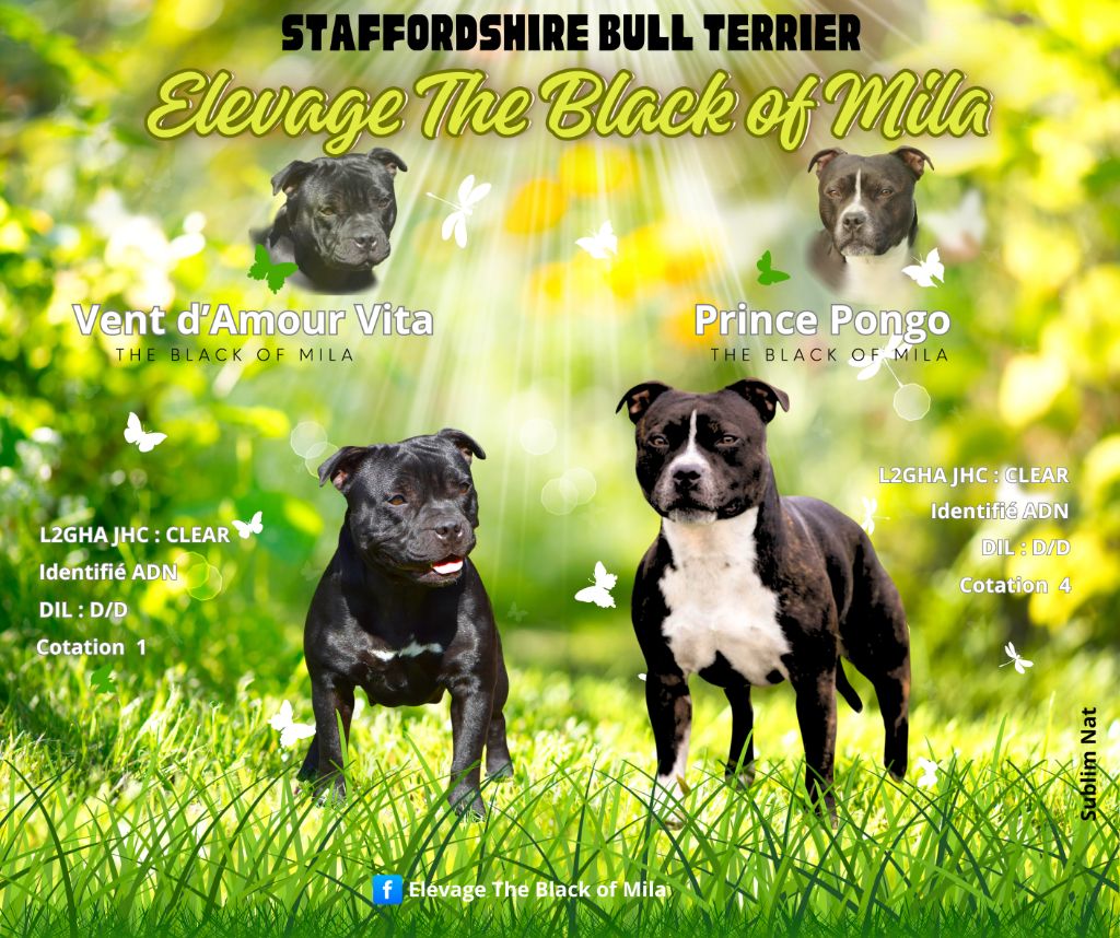 naissance  vent d'Amour Vita & Prince pongo