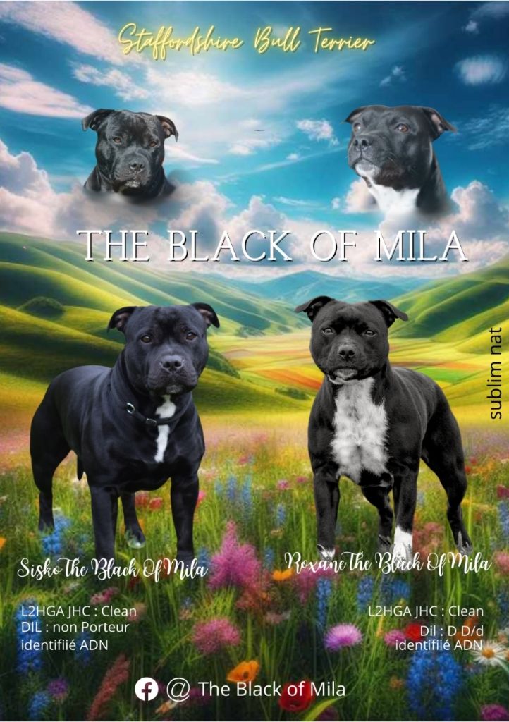 The Black Of Mila - Naissance Roxane x Sisko