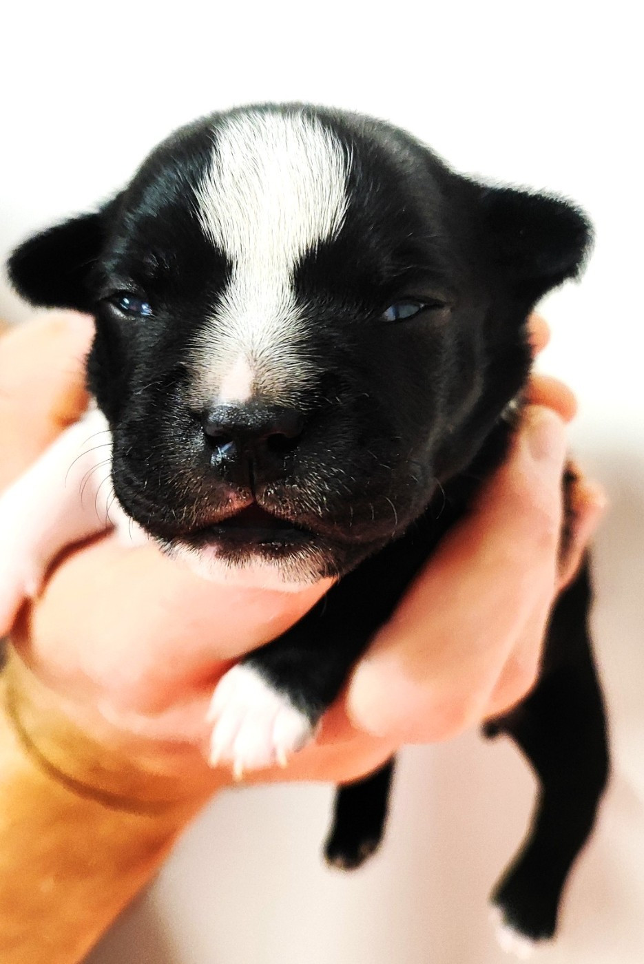 mariage Tylio & Shana