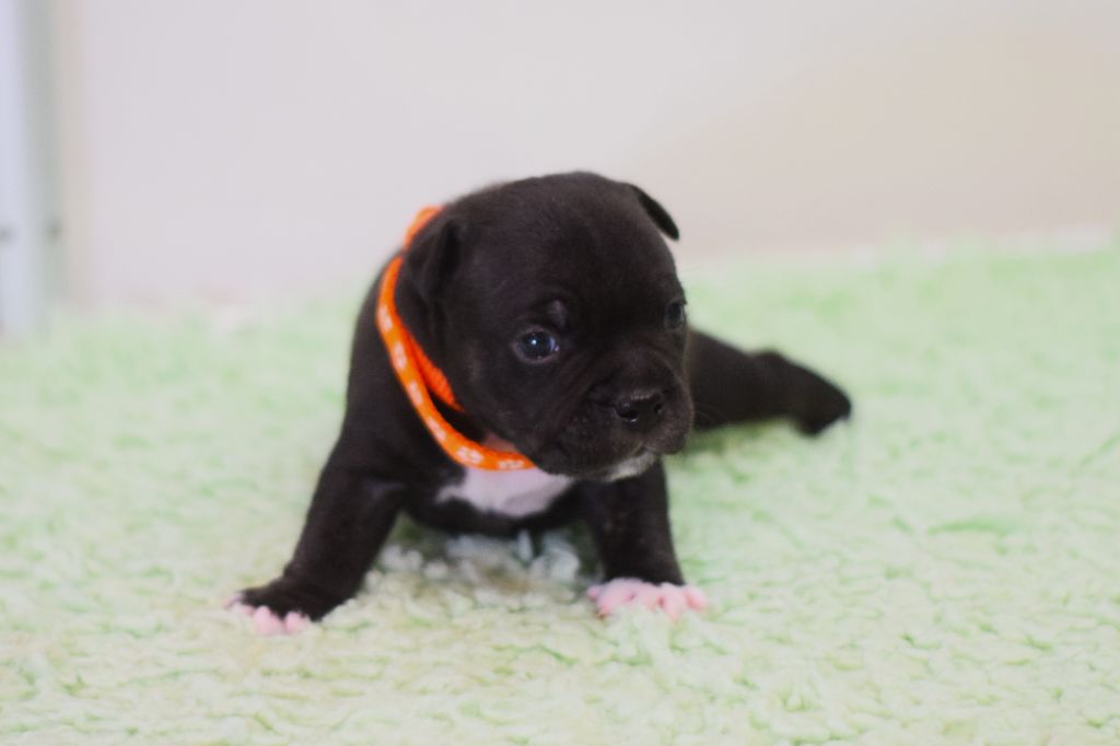 bebe Vita x Pongo 2025