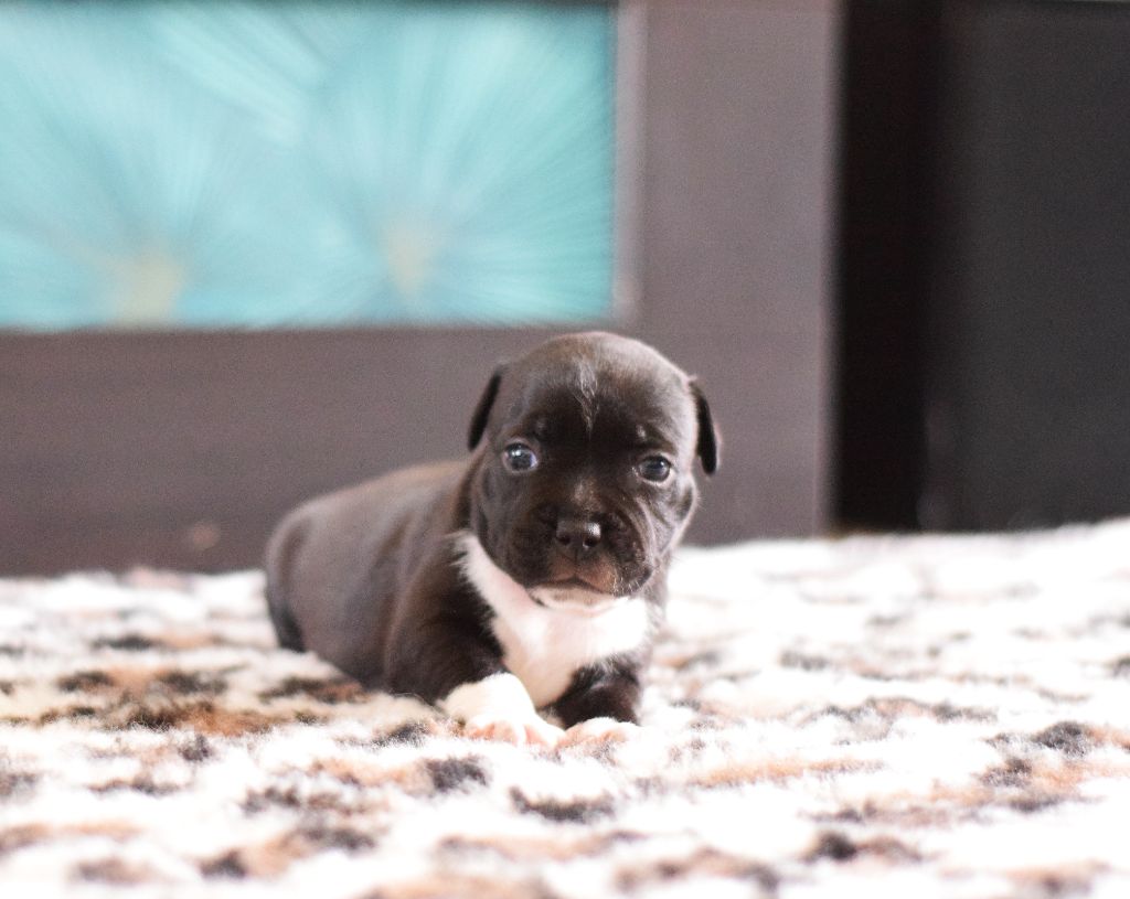 The Black Of Mila - Chiots disponibles - Staffordshire Bull Terrier