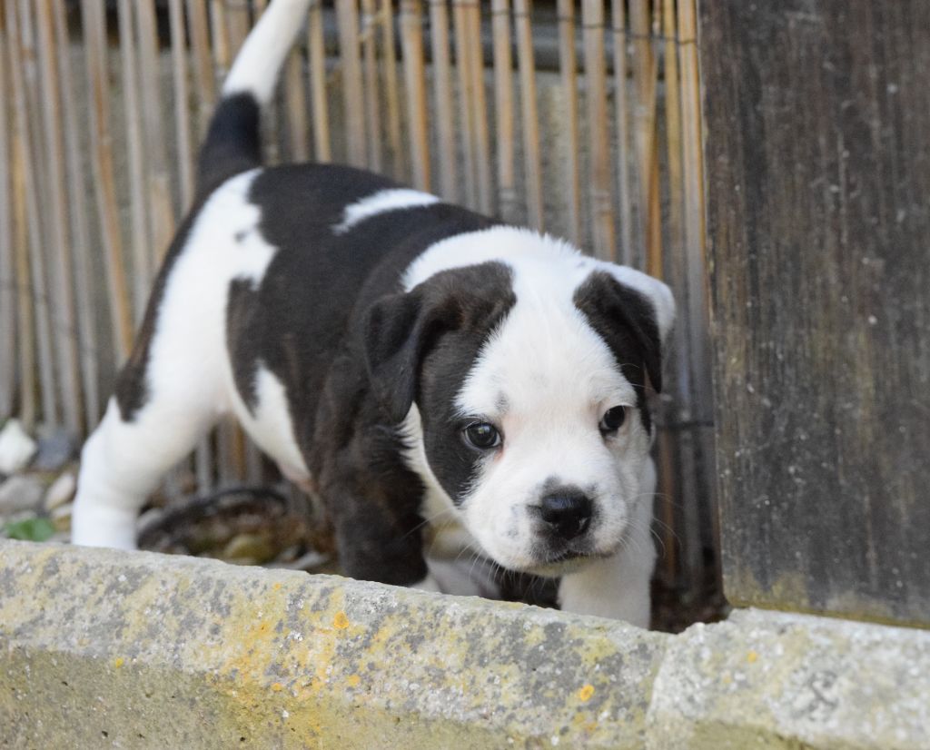 The Black Of Mila - Staffordshire Bull Terrier - Portée née le 20/07/2024