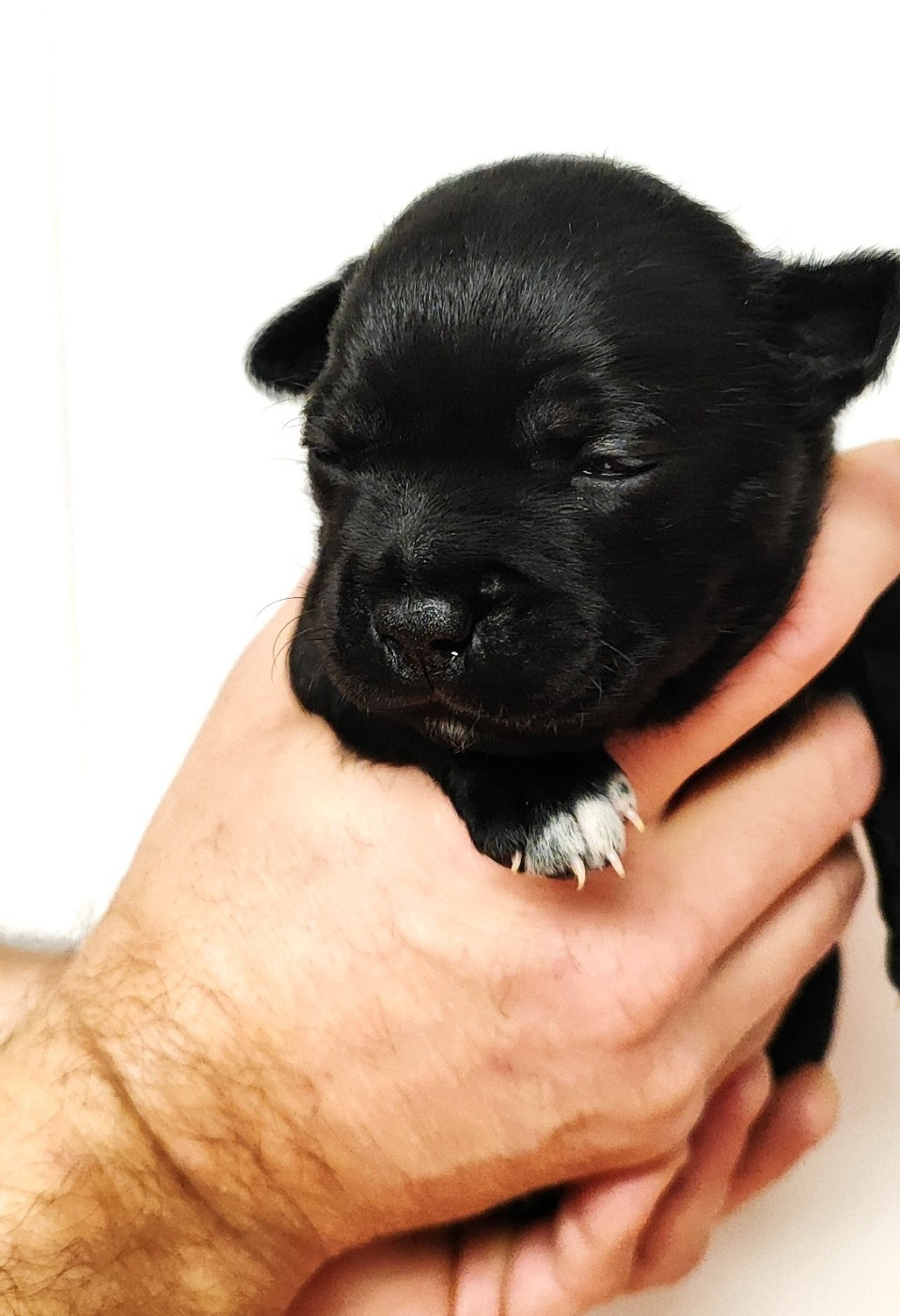 The Black Of Mila - Chiots disponibles - Staffordshire Bull Terrier