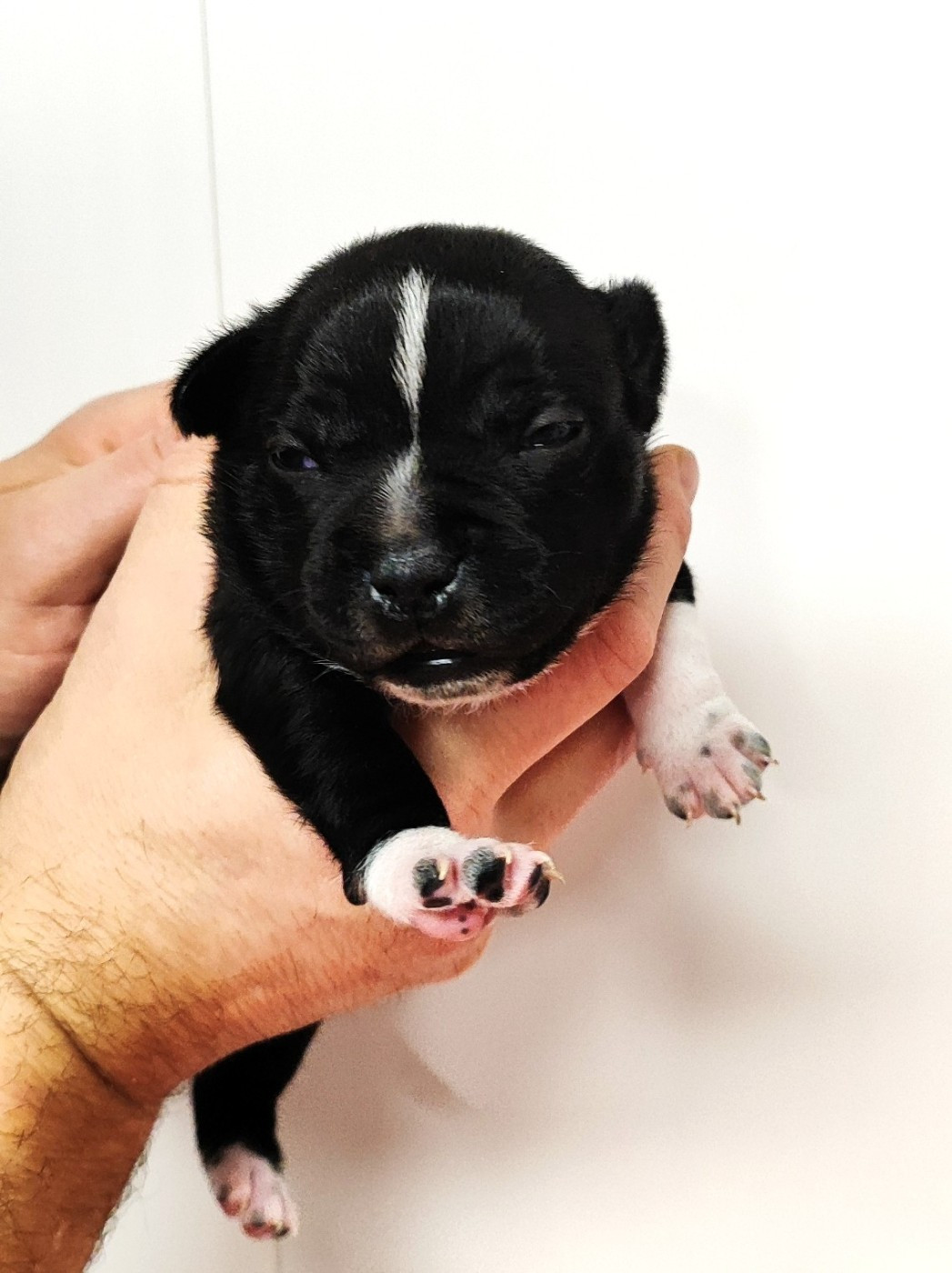 The Black Of Mila - Chiots disponibles - Staffordshire Bull Terrier