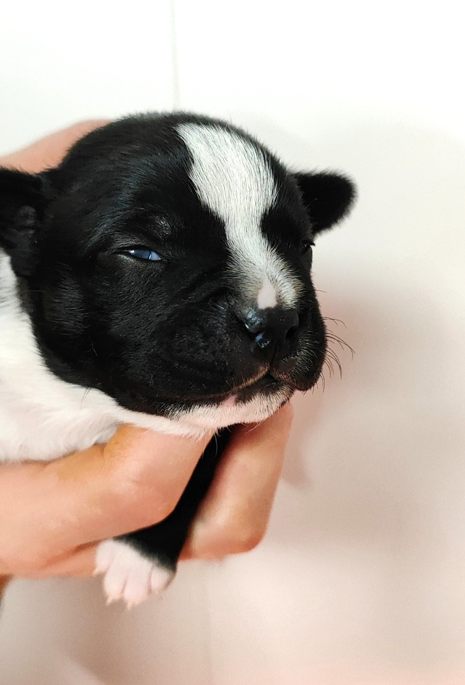 The Black Of Mila - Chiots disponibles - Staffordshire Bull Terrier