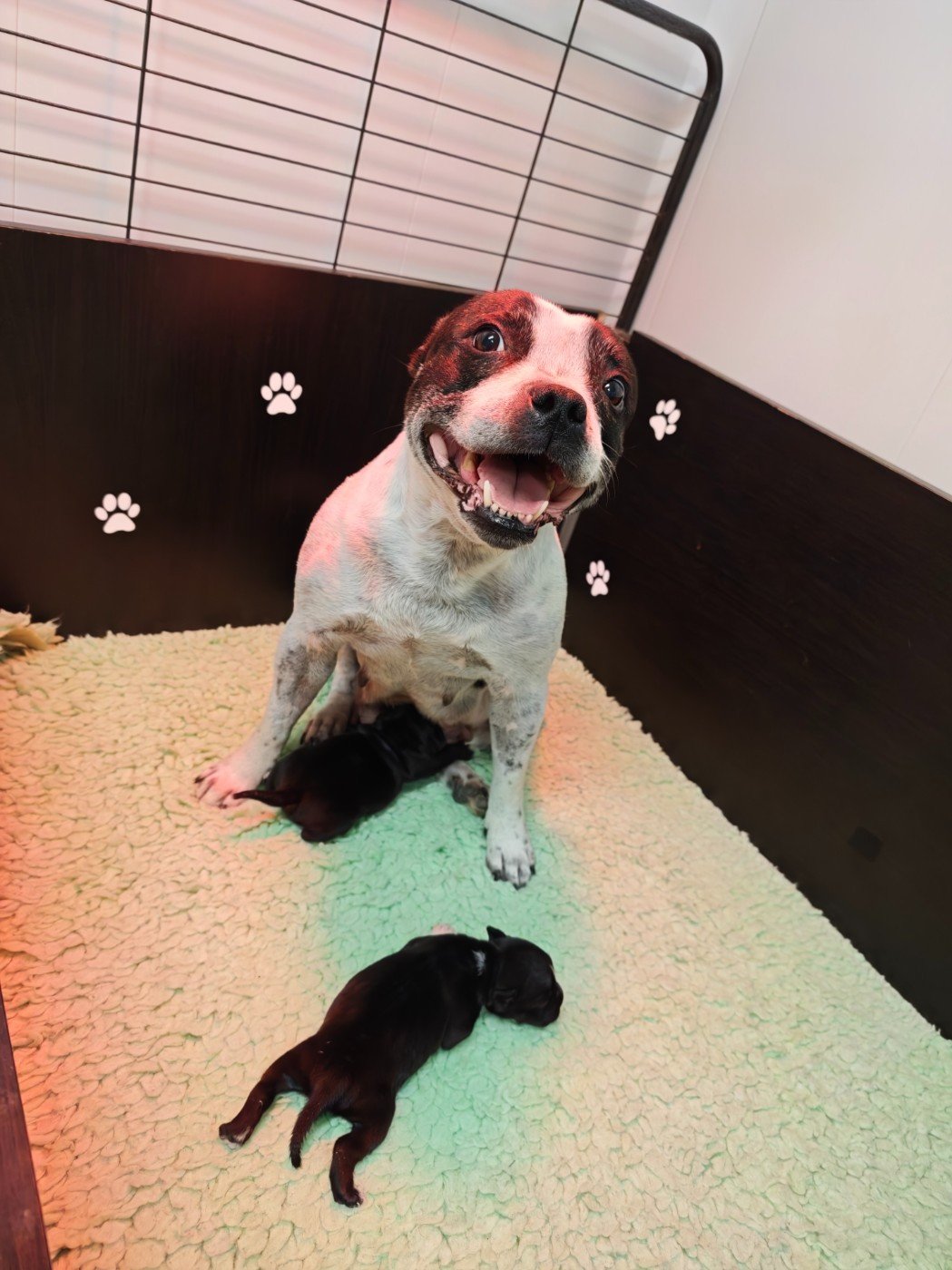 Chiot Staffordshire Bull Terrier The Black Of Mila