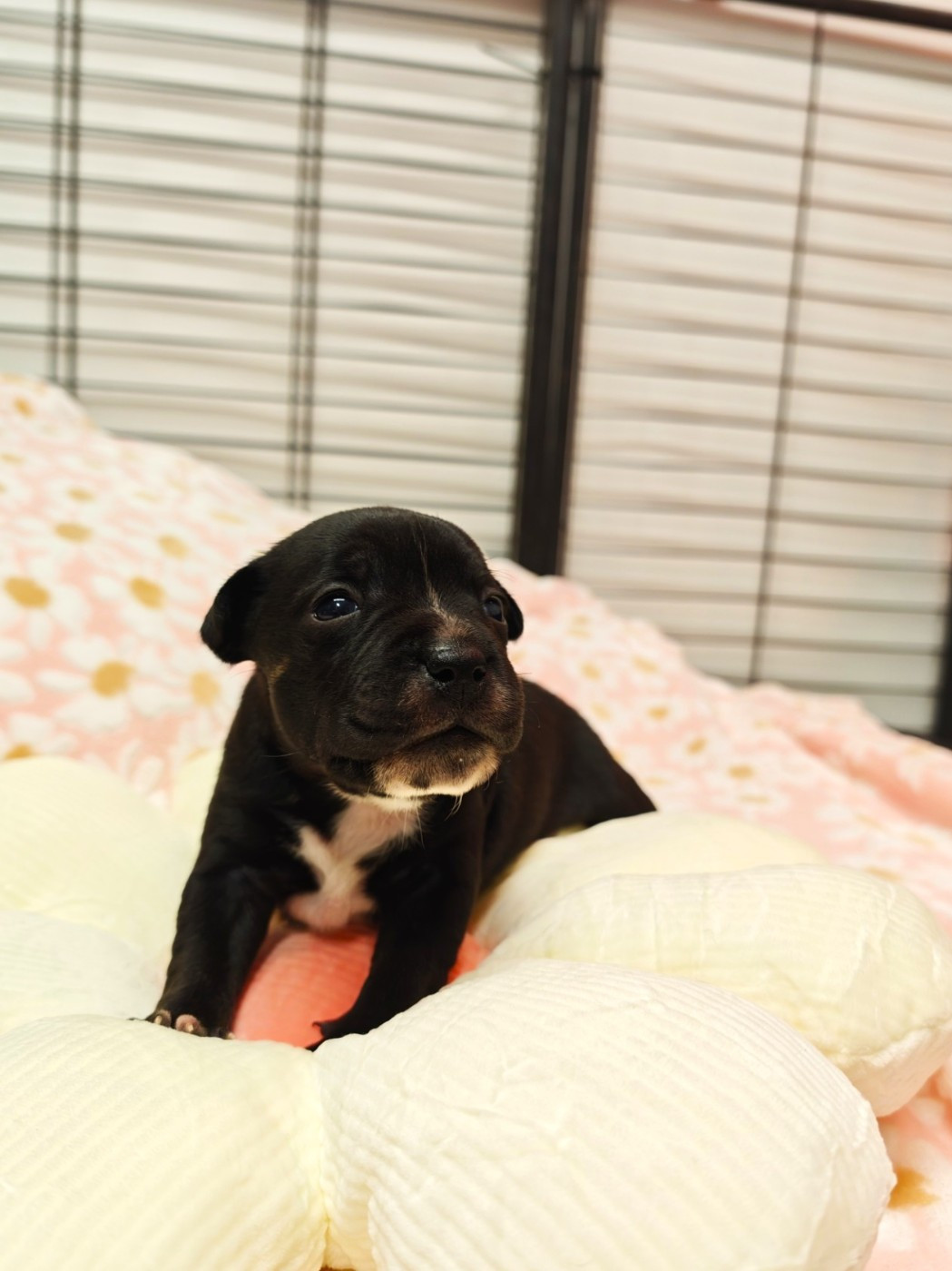 The Black Of Mila - Chiots disponibles - Staffordshire Bull Terrier