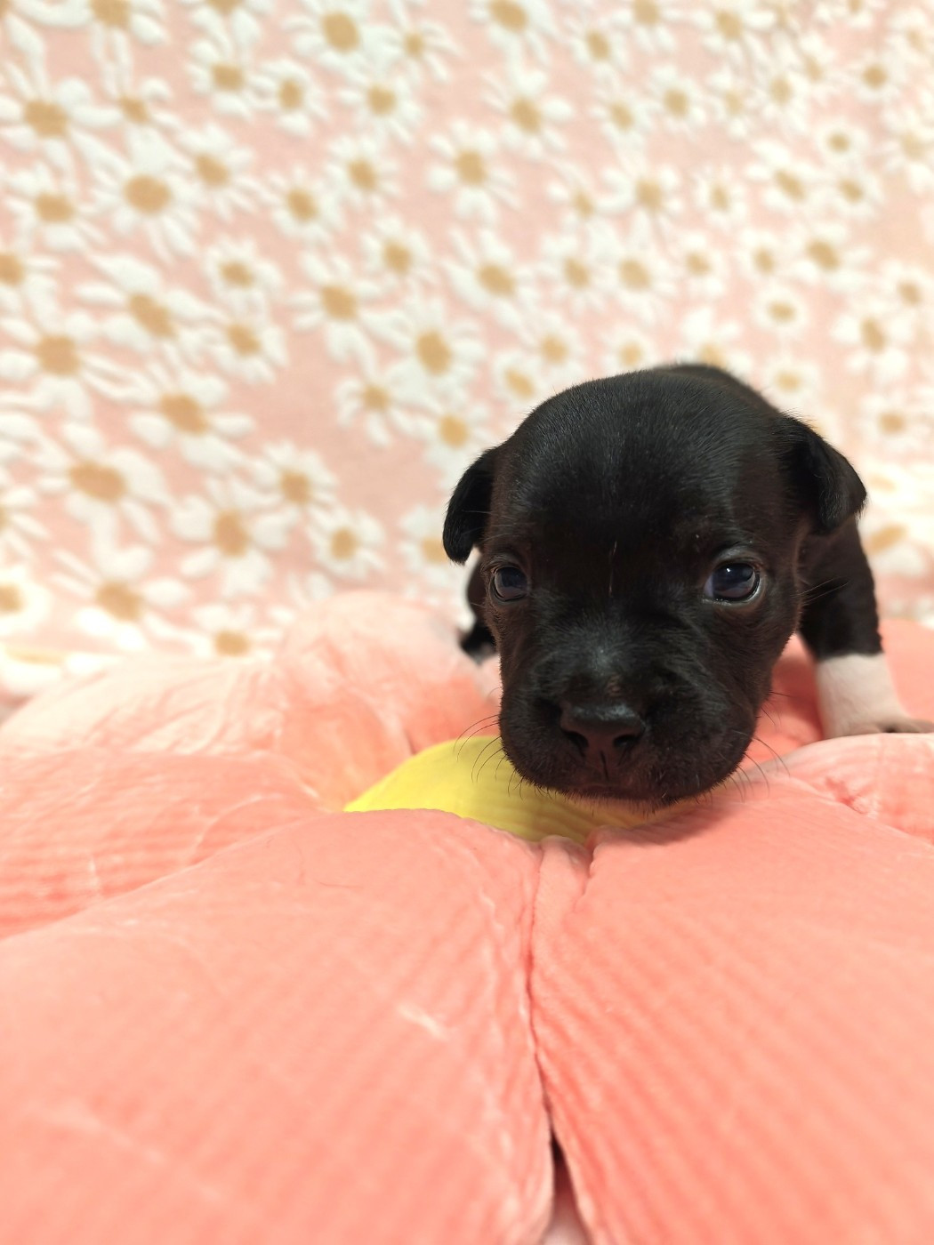 The Black Of Mila - Chiots disponibles - Staffordshire Bull Terrier