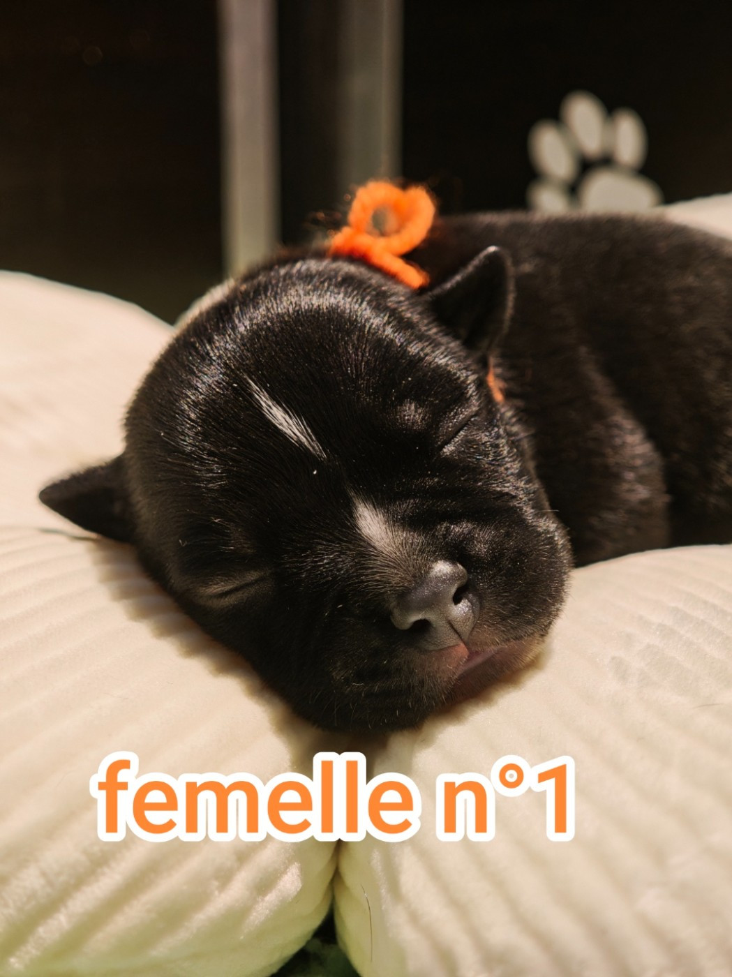 The Black Of Mila - Chiots disponibles - Staffordshire Bull Terrier