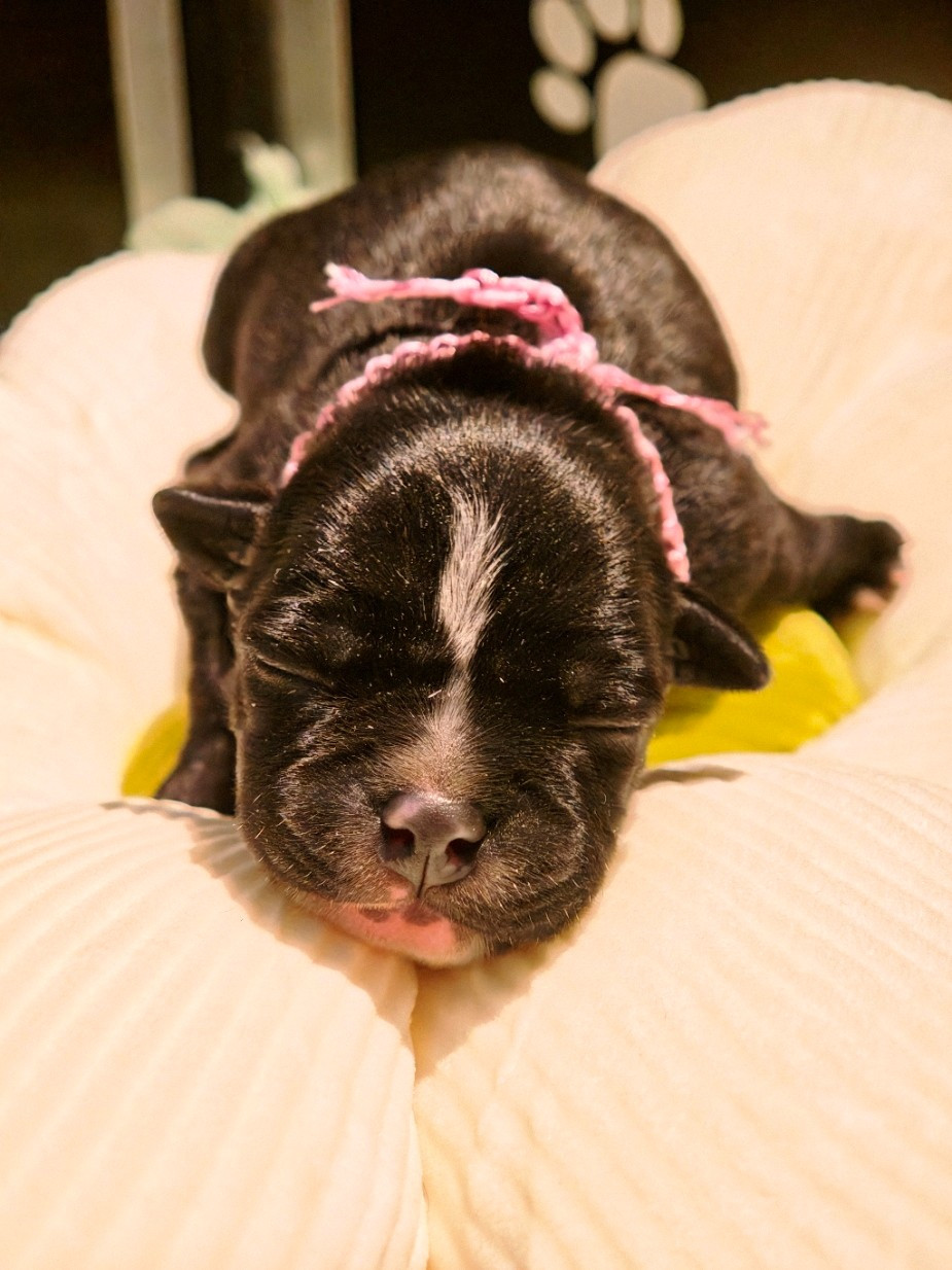 The Black Of Mila - Chiots disponibles - Staffordshire Bull Terrier