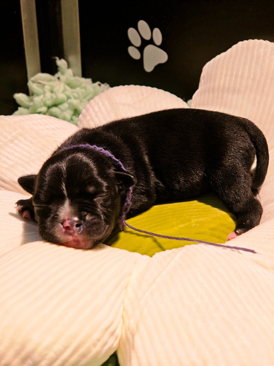The Black Of Mila - Chiots disponibles - Staffordshire Bull Terrier