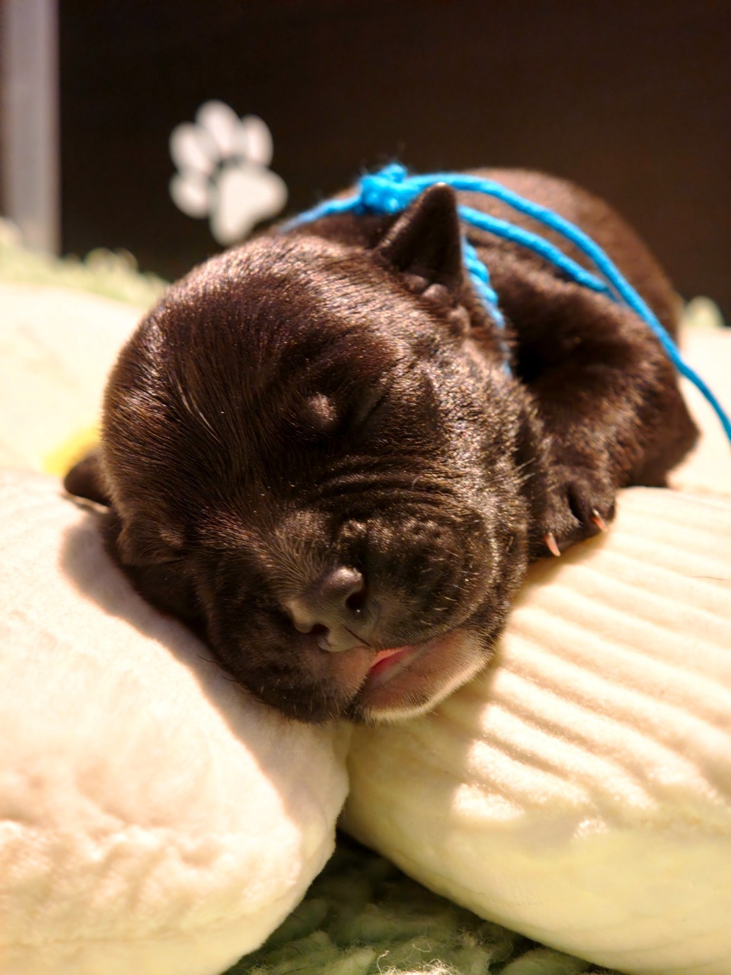 The Black Of Mila - Chiots disponibles - Staffordshire Bull Terrier