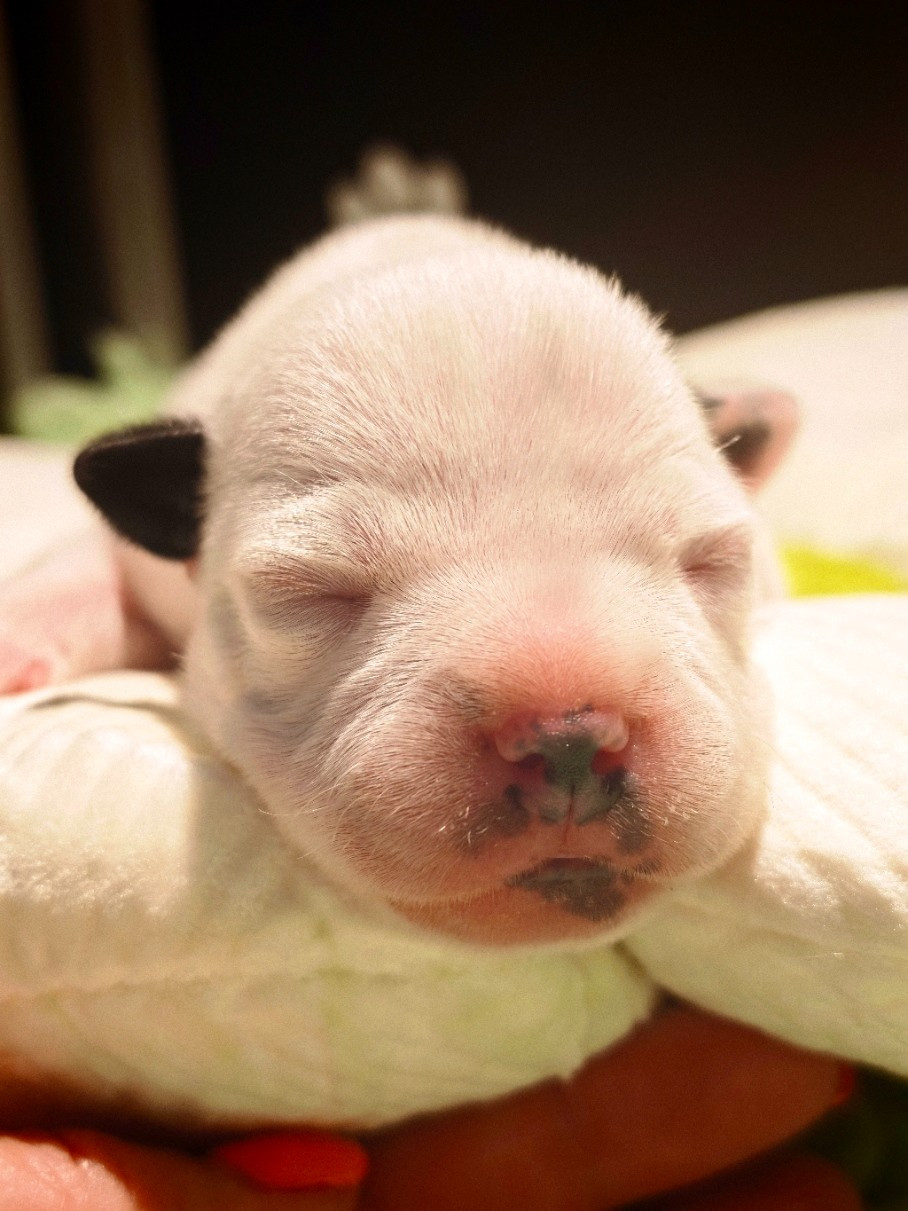 The Black Of Mila - Chiots disponibles - Staffordshire Bull Terrier