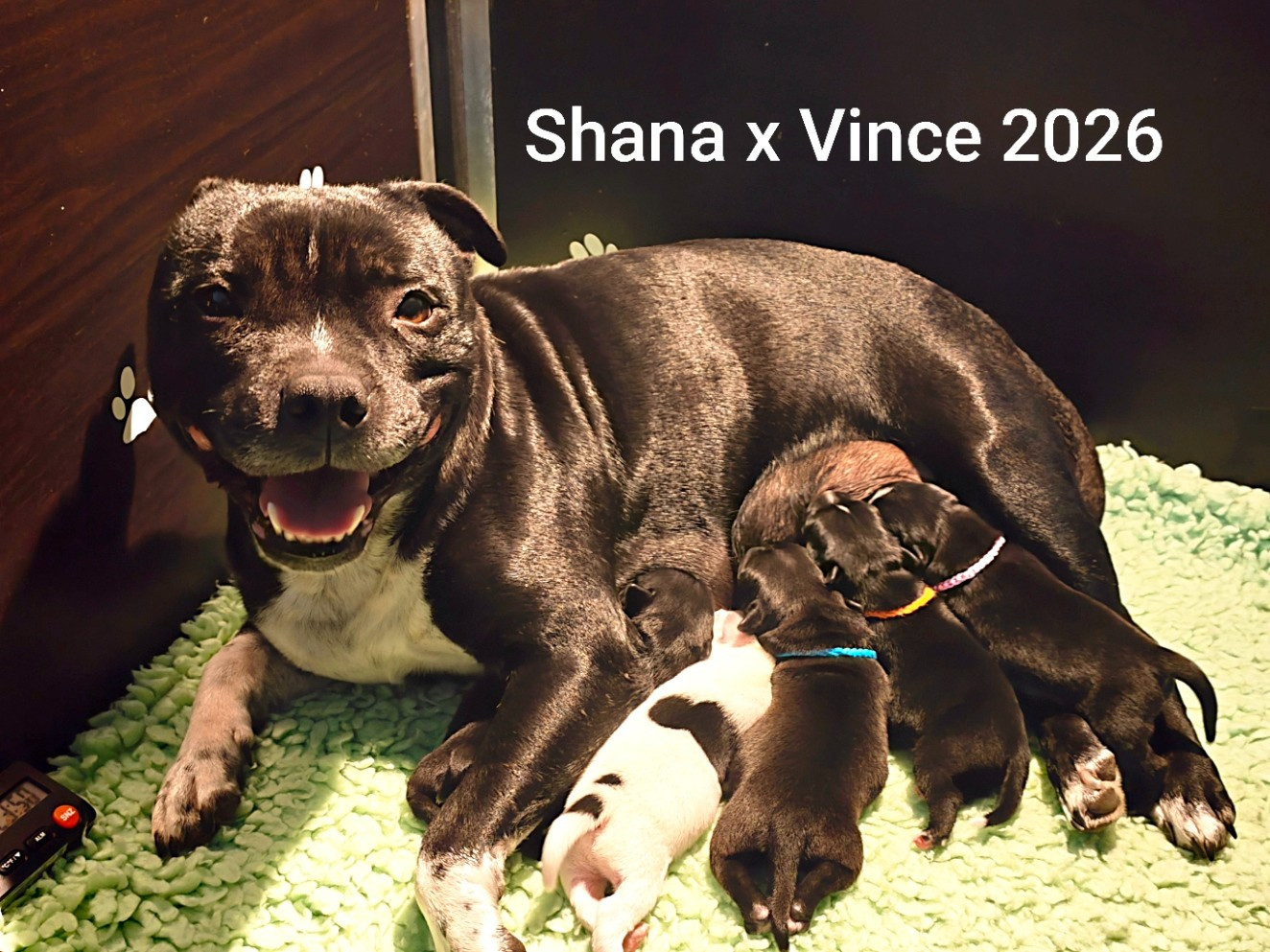 Chiot Staffordshire Bull Terrier The Black Of Mila