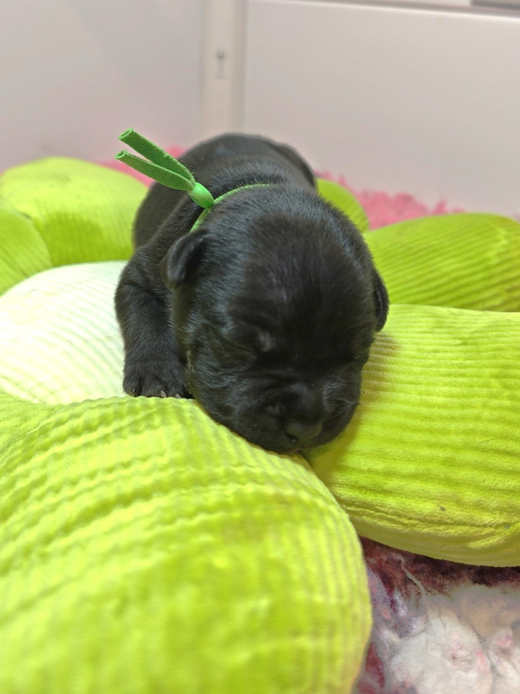 The Black Of Mila - Chiots disponibles - Staffordshire Bull Terrier