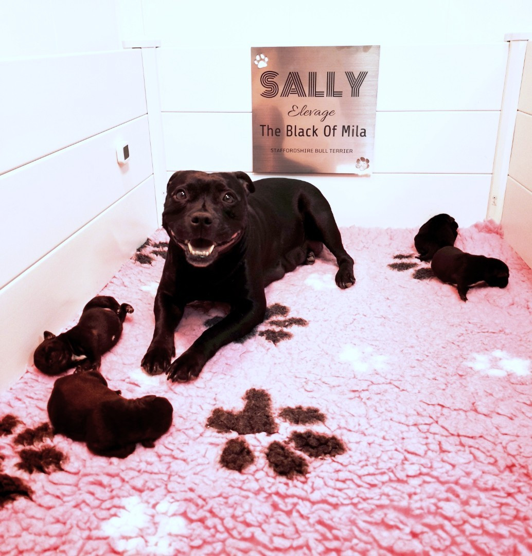 Chiot Staffordshire Bull Terrier The Black Of Mila