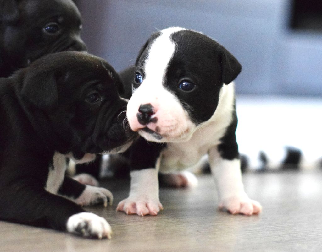 The Black Of Mila - Chiots disponibles - Staffordshire Bull Terrier
