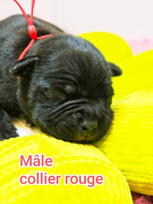 CHIOT 2