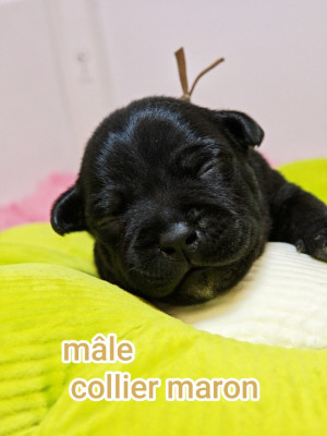 CHIOT 3