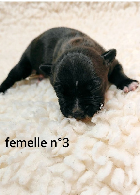 femelle n°3 Amy