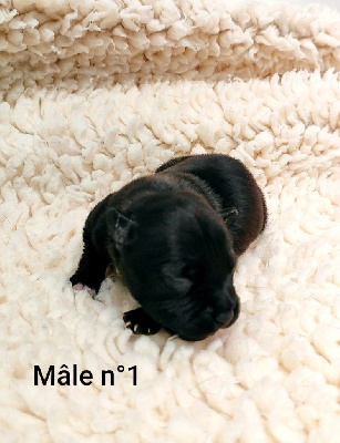 Male n° 1 Attila