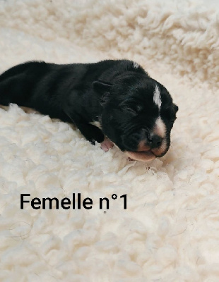 femelle n°1 Angie