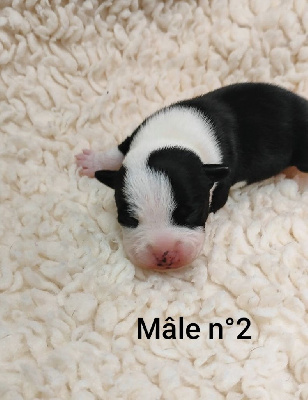 Male n°2 Arrow