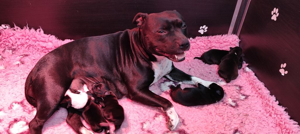 Chiot Staffordshire Bull Terrier The Black Of Mila