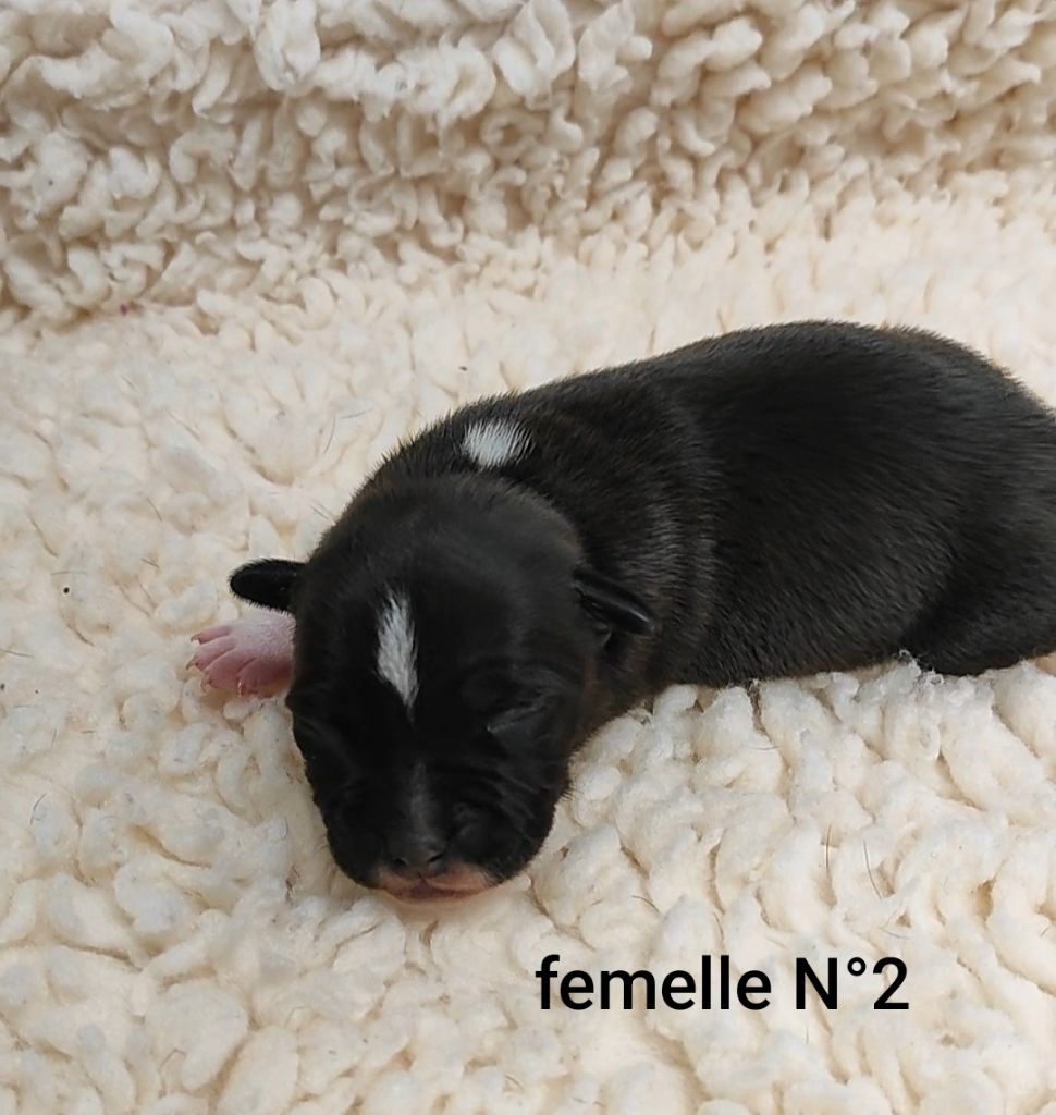 The Black Of Mila - Chiots disponibles - Staffordshire Bull Terrier